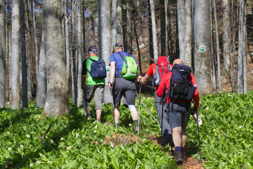 Štirje pohodniki z nahrbtniki in pohodnimi palicami v gozdu sledijo označeni poti na vzdržljivostnem pohodu Po medvedovih stopinjah