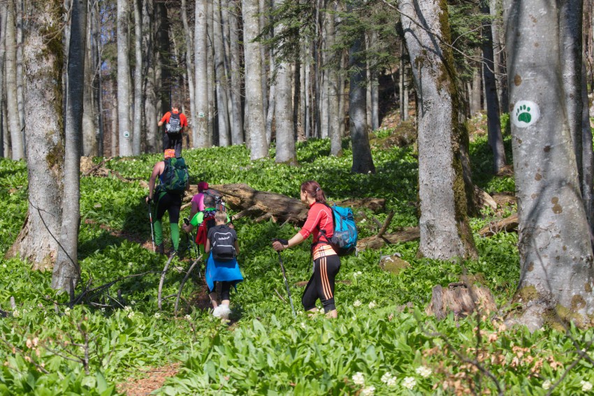 Štiri pohodnice z oprtanimi nahrbtniki premagujejo vzdržljivostni pohod, ki z oznakami medvedove šape na deblih dreves usmerja skozi gozd.