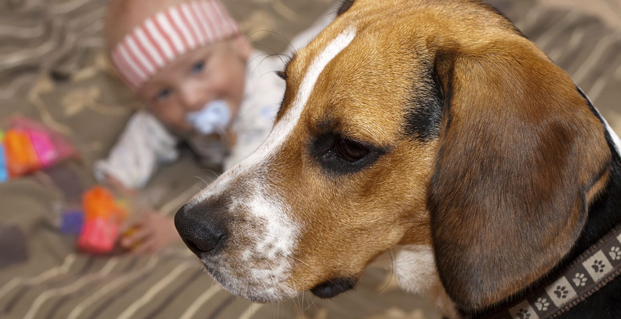 Kako bo pes sprejel dojenčka?