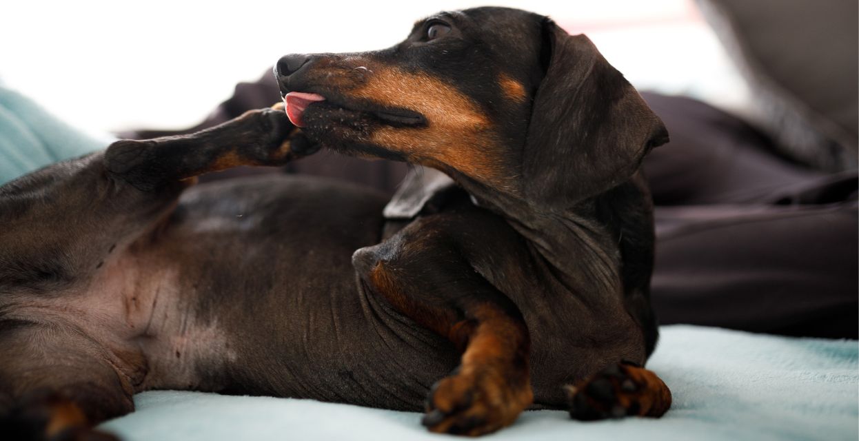 Zakaj si pes liže tačke?