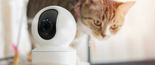Video nadzor psa ali mačke, ko vas ni doma. Korist ali tveganje?