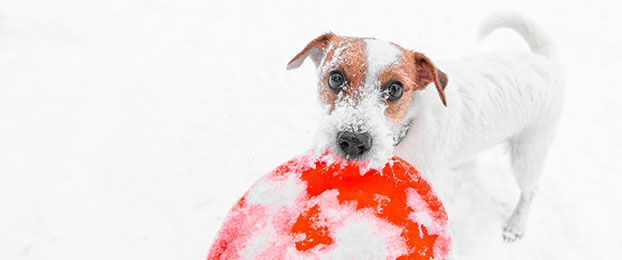 Pes pozimi ne potrebuje zimskega spanja