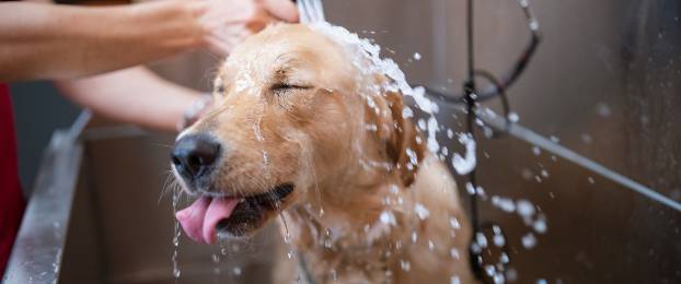 Nasveti za negovanega psa