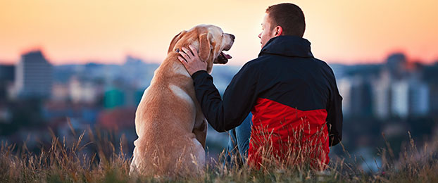 Vse, kar morate vedeti o zavarovanju za pse