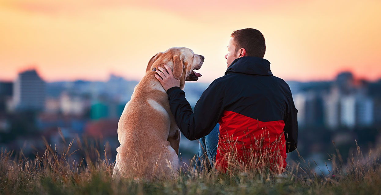 Vse, kar morate vedeti o zavarovanju za pse