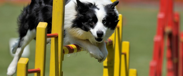 Pasji &scaron;port agility: Kaj morate vedeti?