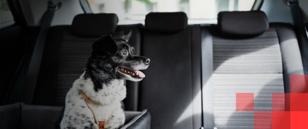 Vse, kar morate vedeti o vožnji psa v avtu