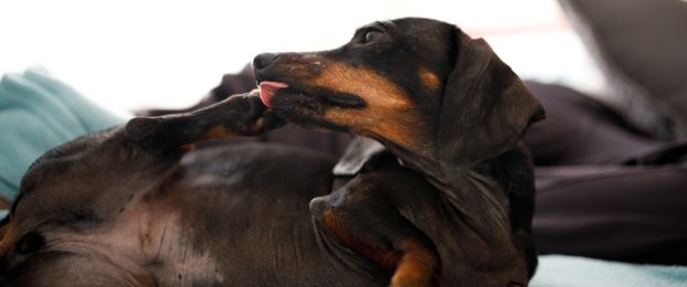 Zakaj si pes liže tačke?