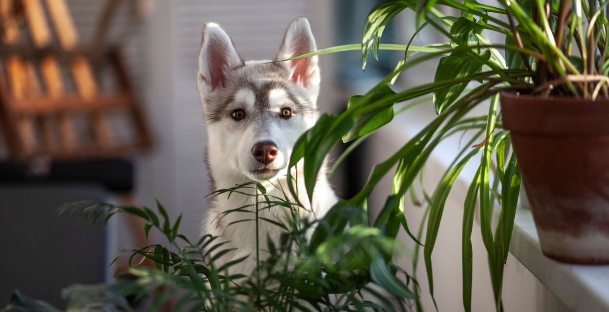 Skrite nevarnosti doma za va&scaron;e ljubljenčke