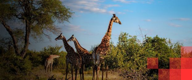 Podkast Osvoji svet s Triglavom: Južna Afrika