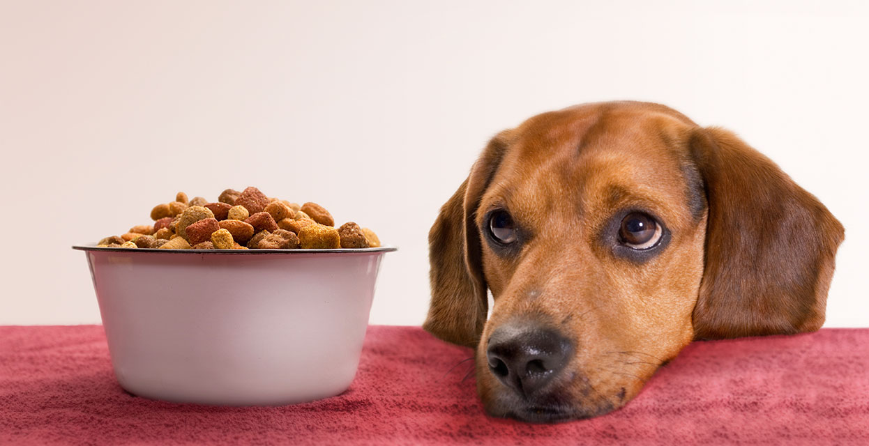 Zdrava prehrana za pse: Zmote in nasveti