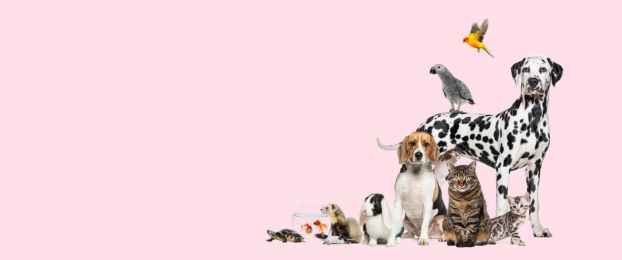 Test: Katera domača žival je va&scaron;a sorodna du&scaron;a?