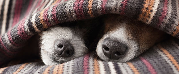 10 nasvetov, da psu olajšate strah pred petardami