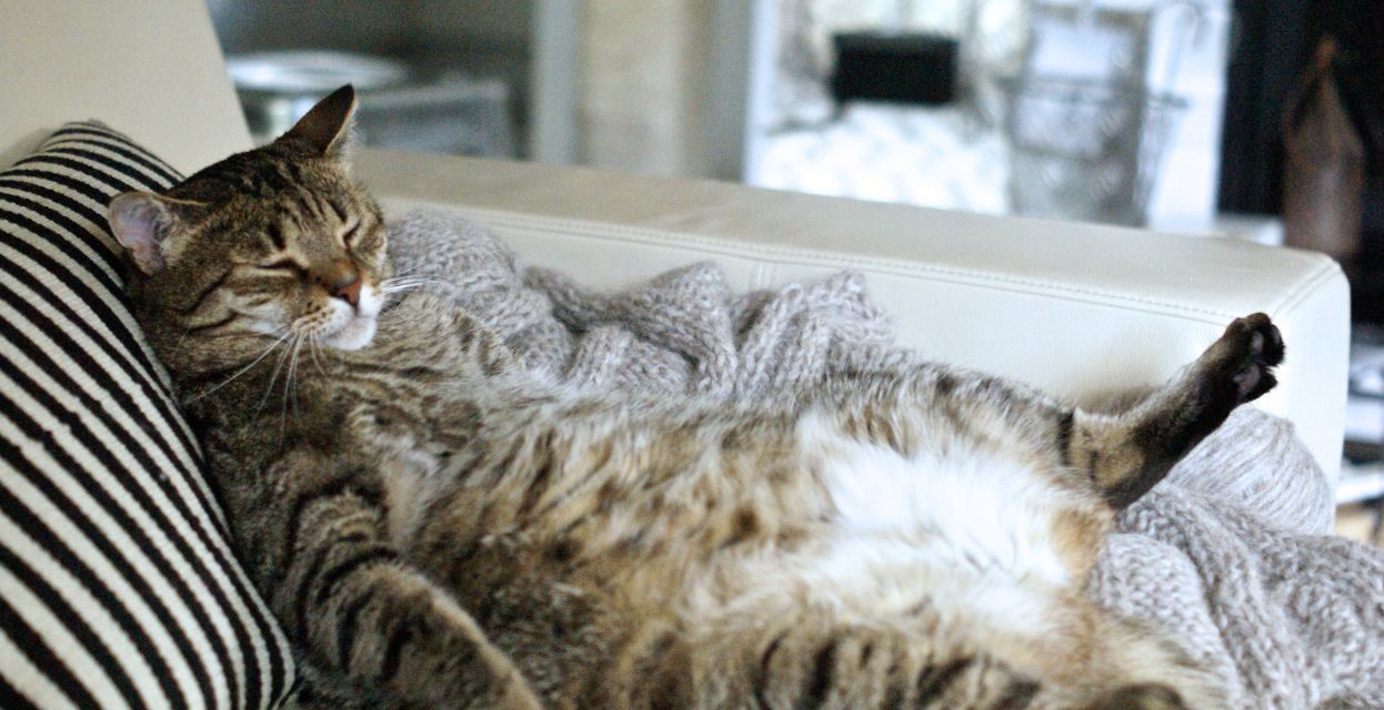 Debelost pri mačkah lahko povzroči zdravstvene zaplete