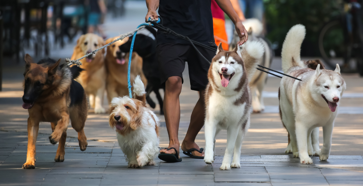 Ali je zavarovanje psa smiselno skleniti glede na pasmo?