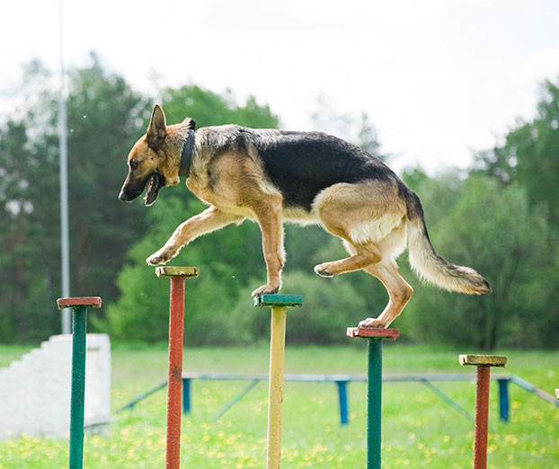 Pasji &scaron;port agility: Kaj morate vedeti?