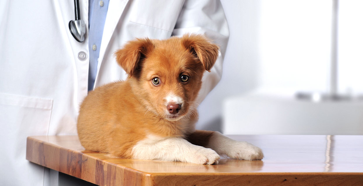 Cene veterinarskih storitev za pasjega mladička