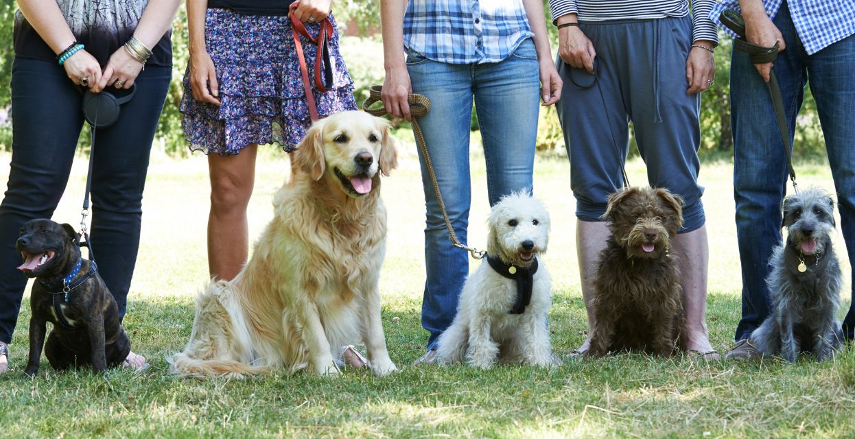 Pasja &scaron;ola: Kako jo izbrati in zakaj je pomembna