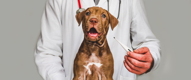 Najpogostejše bolezni in zdravstvene težave psov
