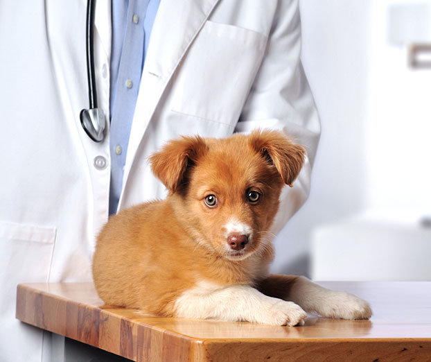 Cene veterinarskih storitev za pasjega mladička