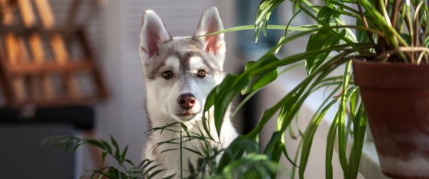 Skrite nevarnosti doma za va&scaron;e ljubljenčke