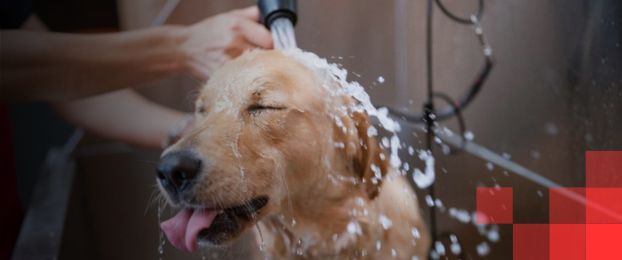 Nasveti za negovanega psa