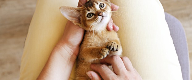 Zavarovanje mačk: vse, kar morate vedeti