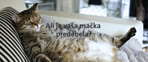 Debelost pri mačkah lahko povzroči zdravstvene zaplete