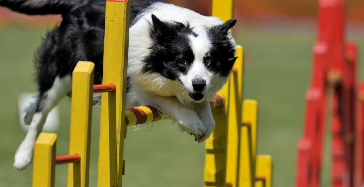 Pasji &scaron;port agility: Kaj morate vedeti?