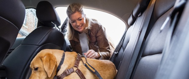 Podkast: Varen prevoz malih živali