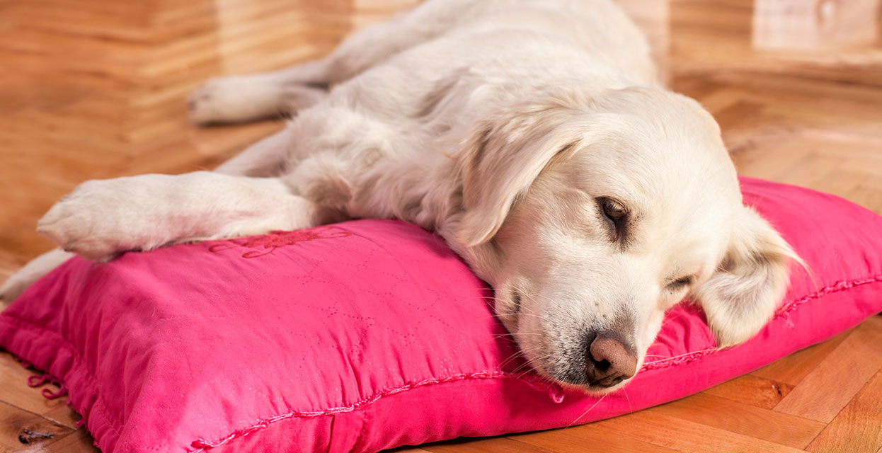 Kako lahko matične celice pomagajo va&scaron;emu psu?