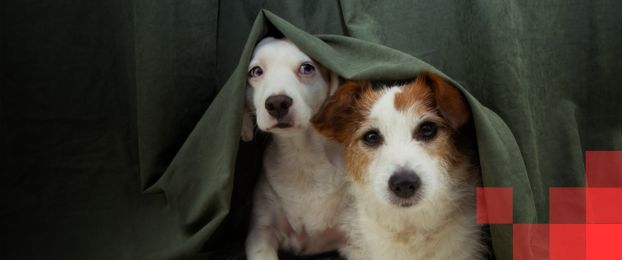 10 nasvetov, da psu olaj&scaron;ate strah pred petardami