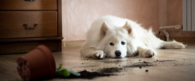 Ko pes povzroči &scaron;kodo nekomu drugemu