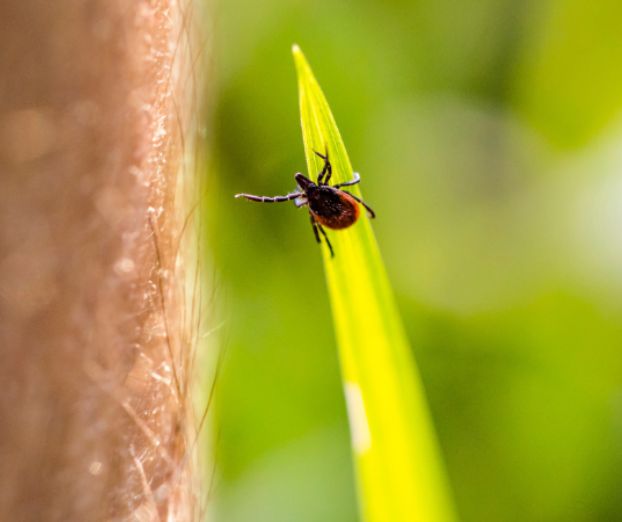 Cepljenje proti klopnemu meningoencefalitisu