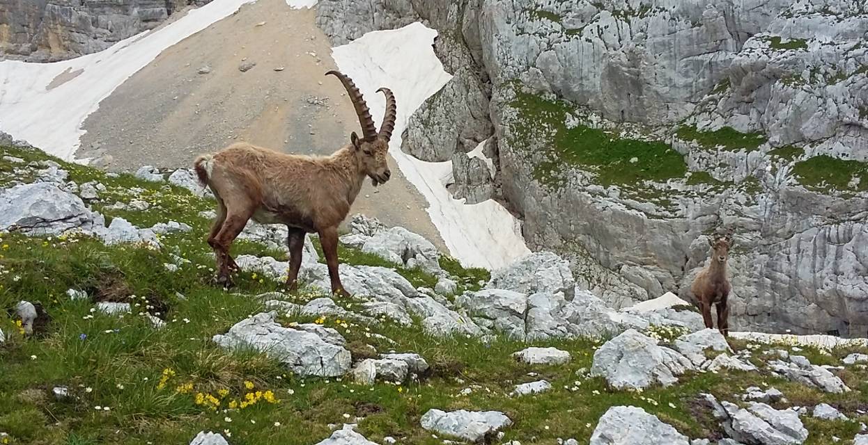 Ideja za izlet: Bovški Gamsovec in Stenar