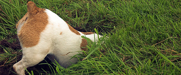 Kaj je dobro vedeti o pasmah psov?