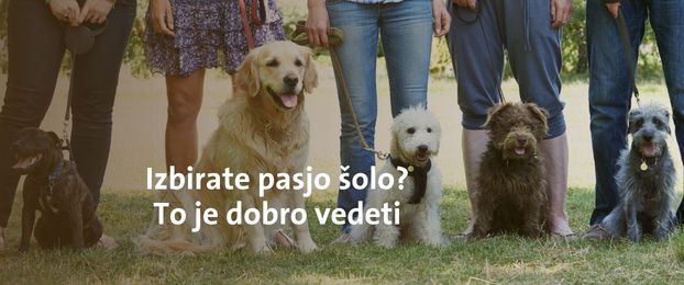 Pasja &scaron;ola: Kako jo izbrati in zakaj je pomembna