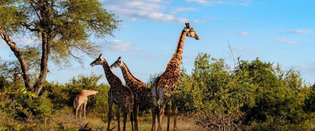 Podkast Osvoji svet s Triglavom: Južna Afrika