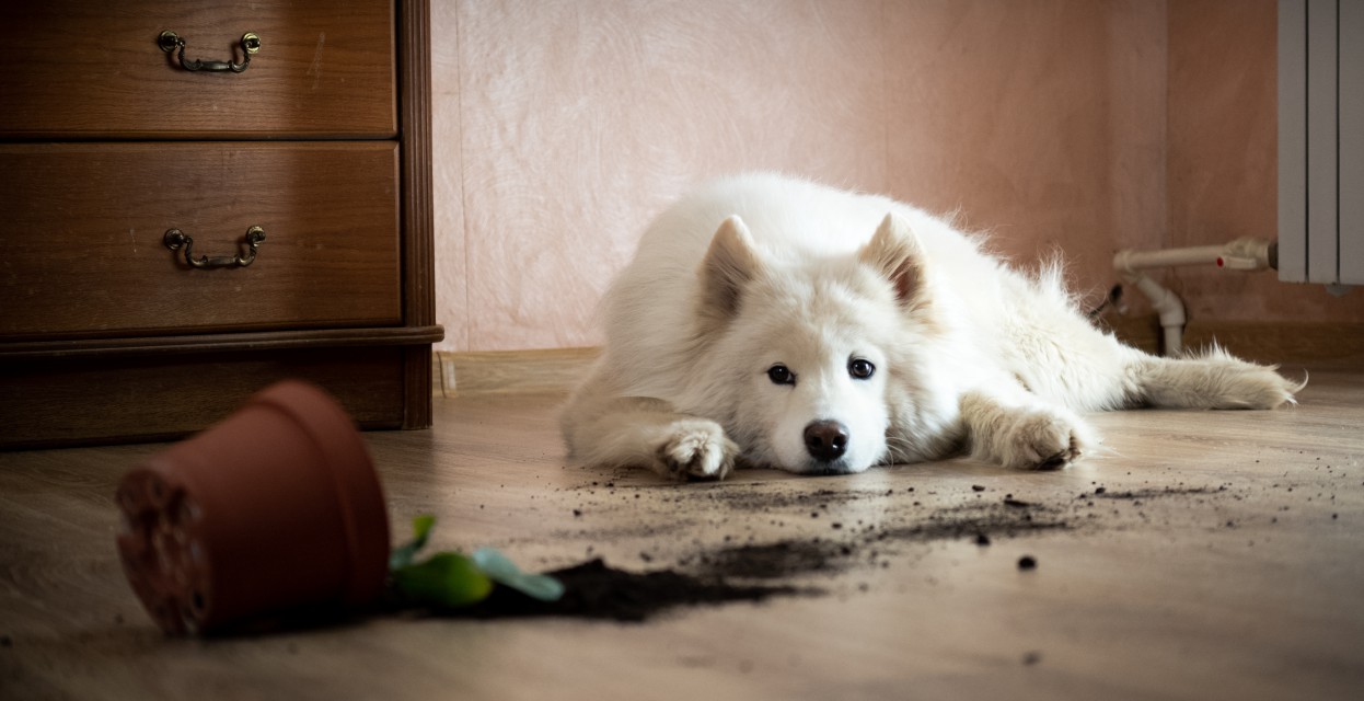 Ko pes povzroči &scaron;kodo nekomu drugemu