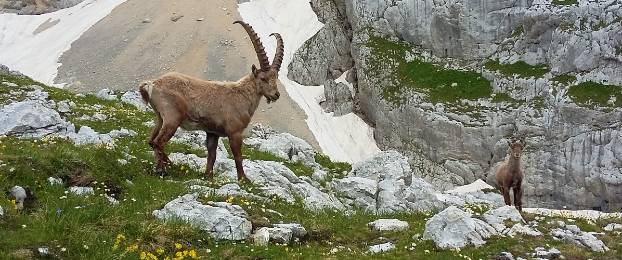 Ideja za izlet: Bovški Gamsovec in Stenar