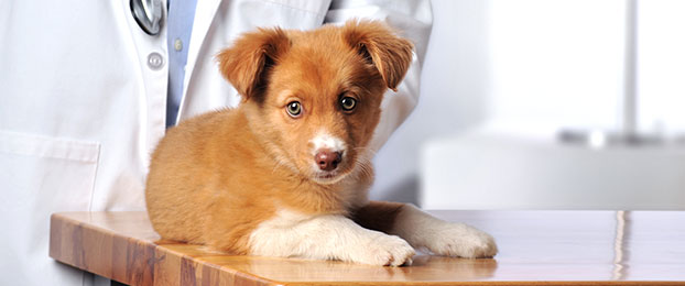 Cene veterinarskih storitev za pasjega mladička