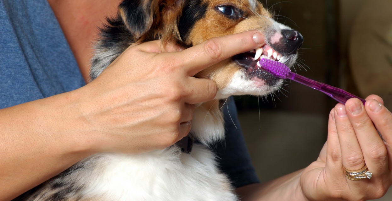 Psi in zobje: Nega in zdravje