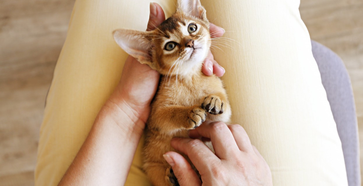 Zavarovanje mačk: vse, kar morate vedeti