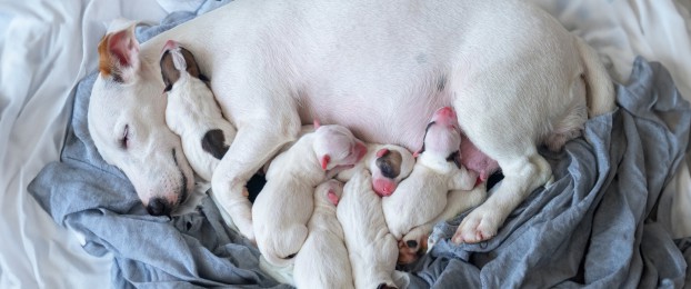 Ali zavarovanje psov krije brejost?