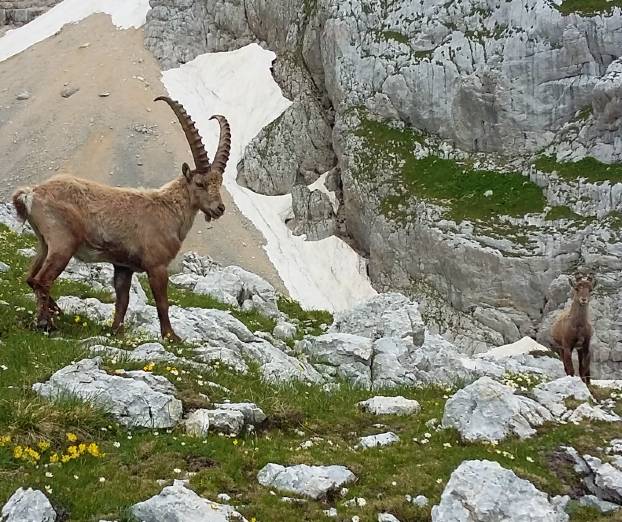 Ideja za izlet: Bov&scaron;ki Gamsovec in Stenar