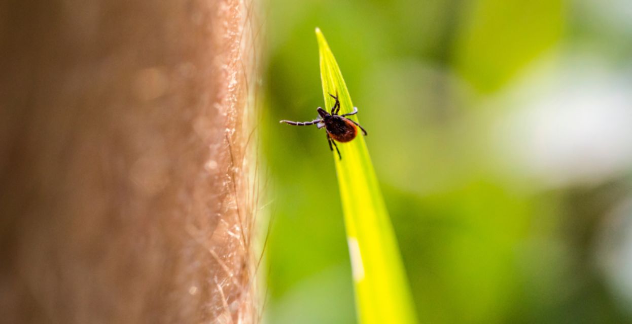 Cepljenje proti klopnemu meningoencefalitisu