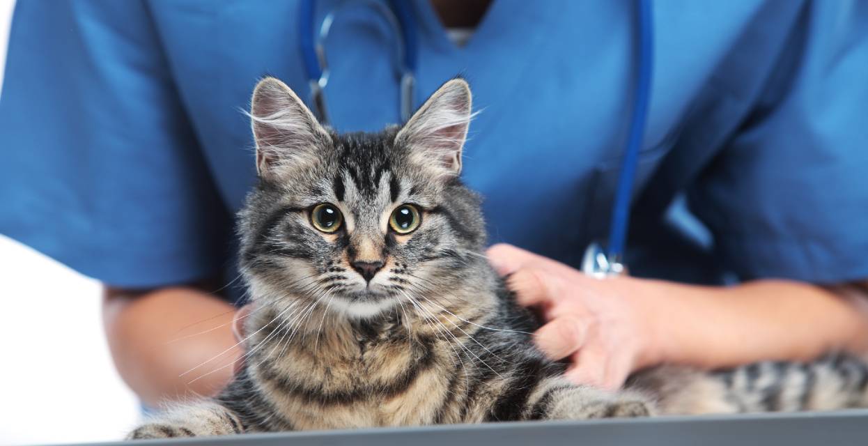 Cepljenje mačk proti mačjim boleznim